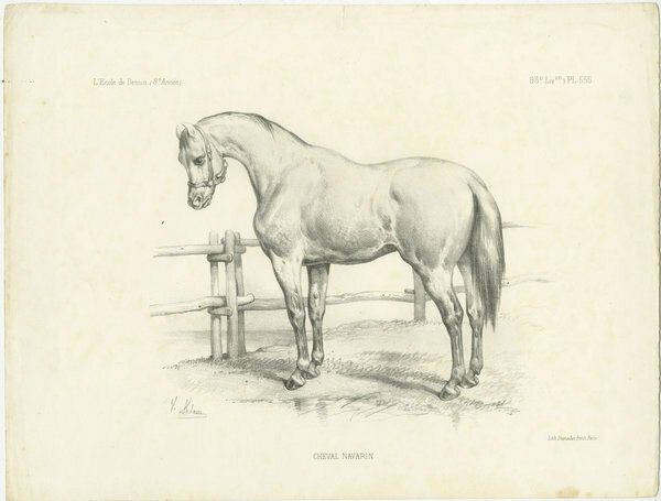 Original Antique Print Of A Navarrin Horse
