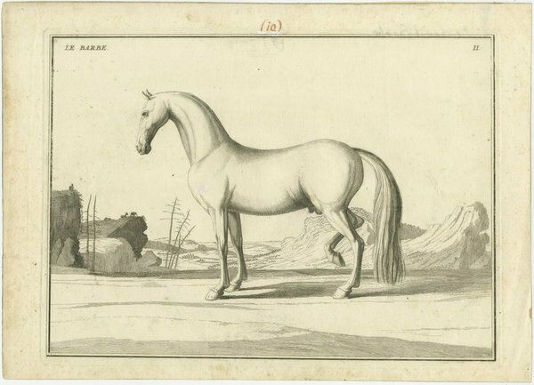 Set Of 2 Antique Horse Prints   L'arabe & Le Barbe photo for sale