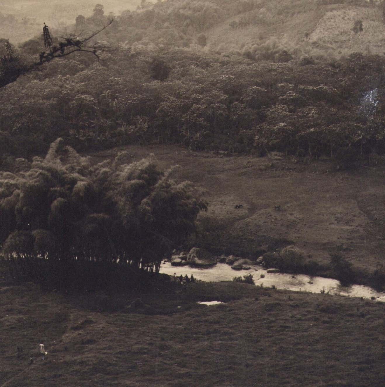Hanna Seidel Colombia Landscape Forest Black And White Photograph, 1960s photo furniture