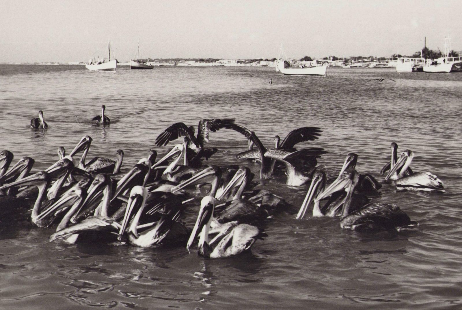 Hanna Seidel Venezuela, Pelicans, Black And White Photograph, 1960s, photo furniture
