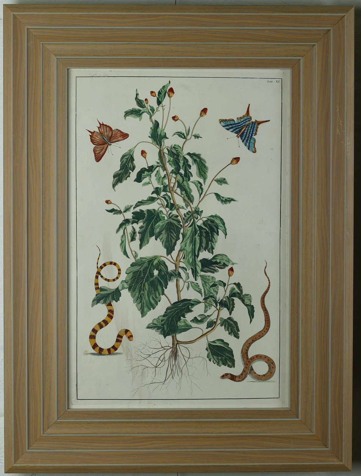 Pair Of Fine Coloured Engravings From Alertus Seba's Locupletissimi... photo furniture