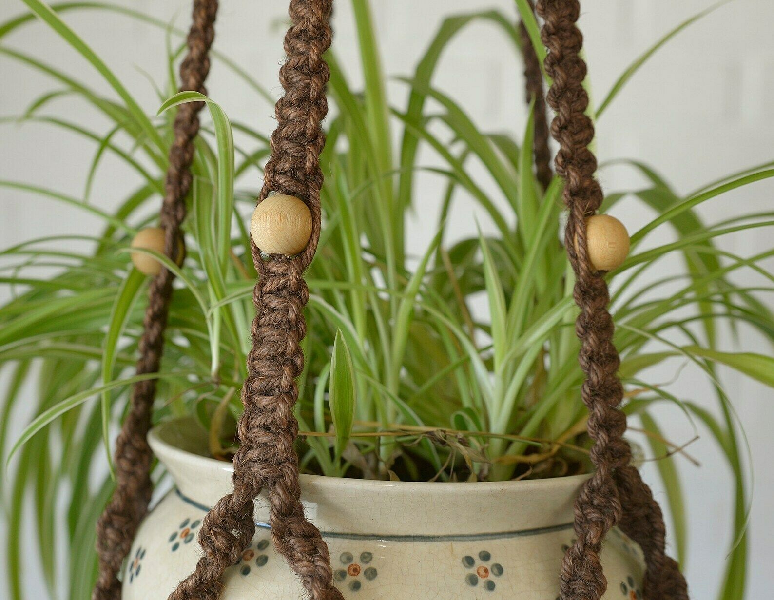 elephant ear plant roots Portora Upright | Elephant Ear | Purple Plant
