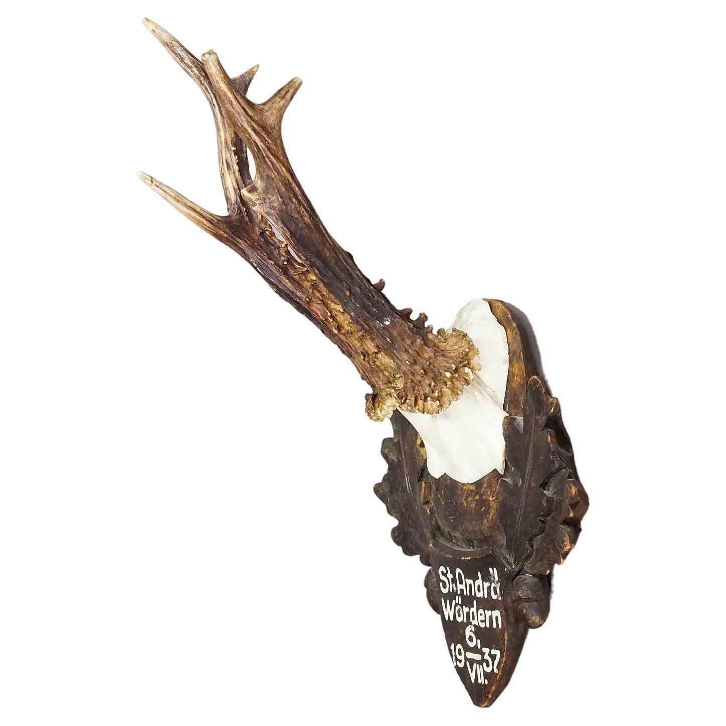 Great Deer Trophy Mount On Wooden Carved Plaque 1937