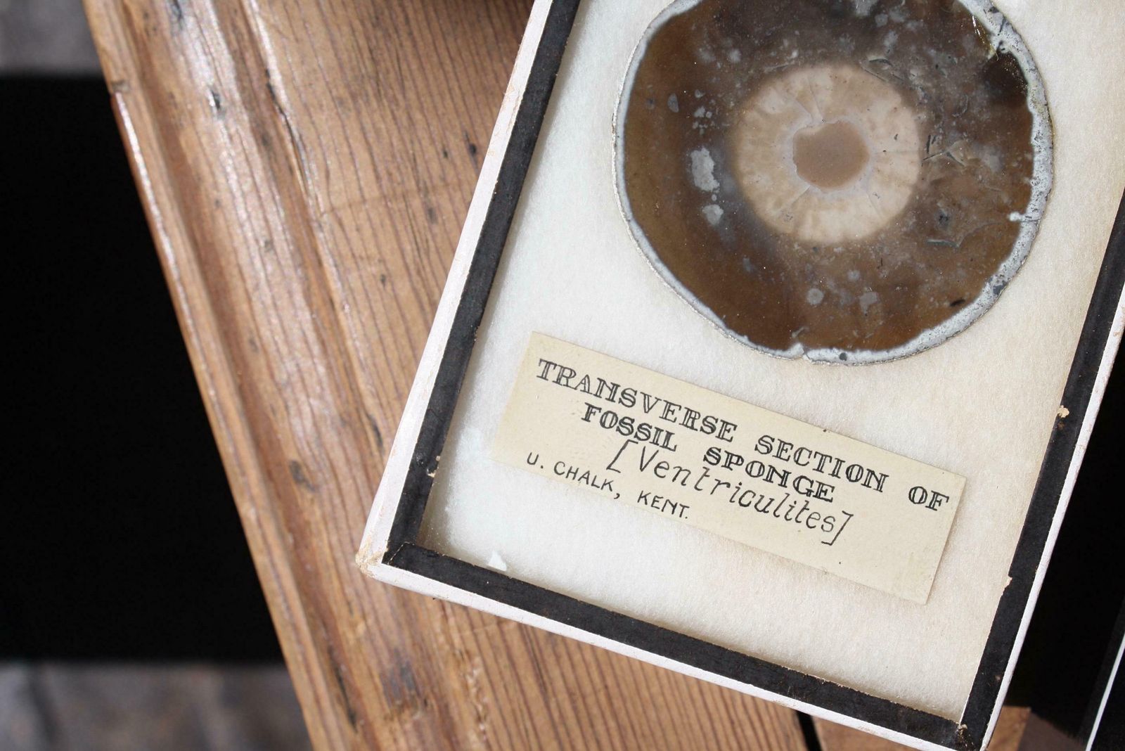Early 20th C Pair Transverse Section's Of Fossil Sponges Natural History Curio photo furniture