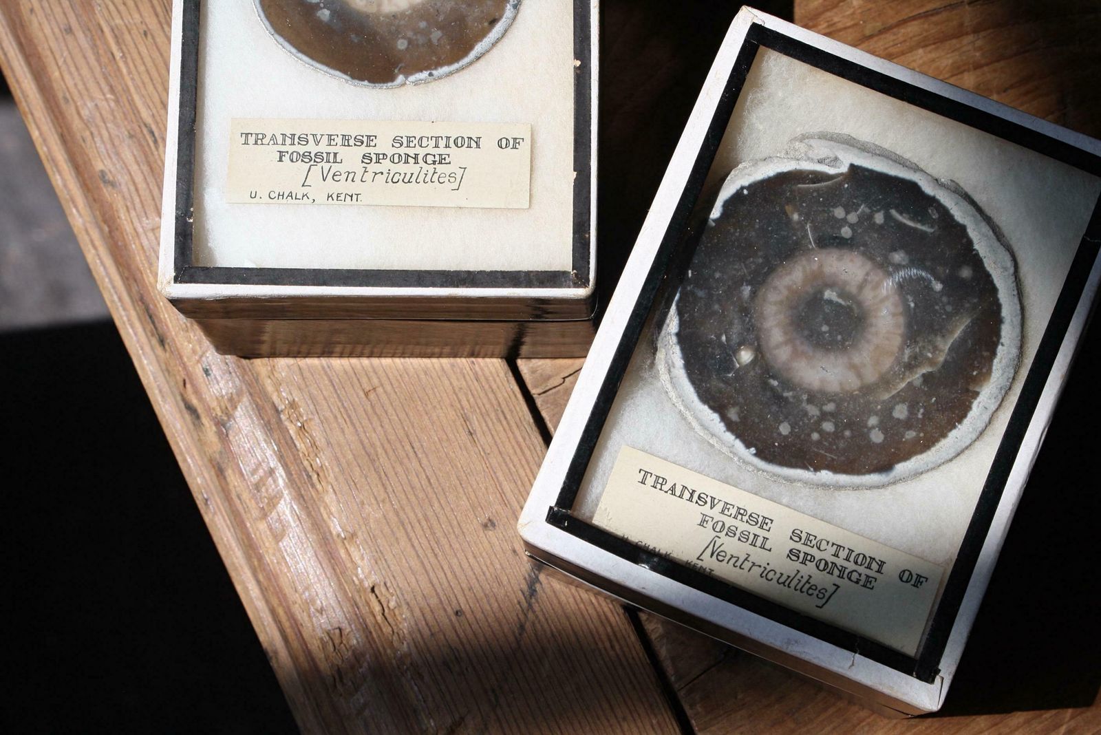Early 20th C Pair Transverse Section's Of Fossil Sponges Natural History Curio photo for sale