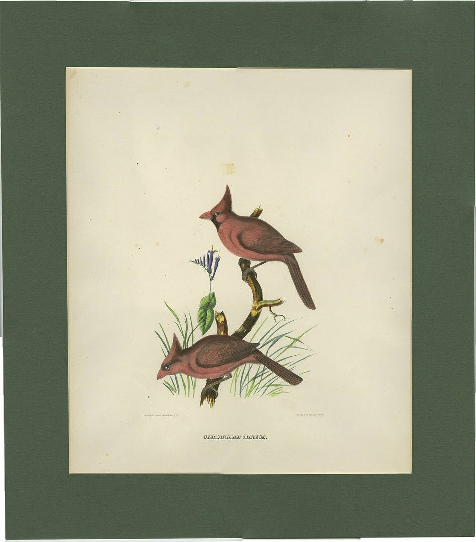 Antique Bird Print Of Northern Cardinals