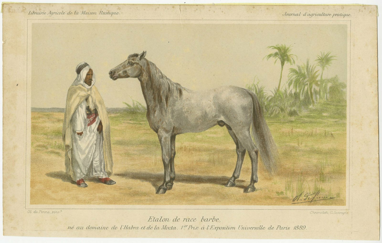 Chromolithograph Of A Barb Or Berber Horse