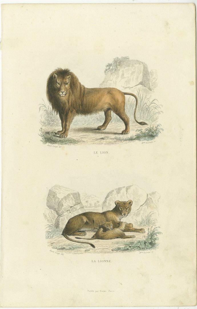 Two Images On One Sheet Of A Lion And Lioness