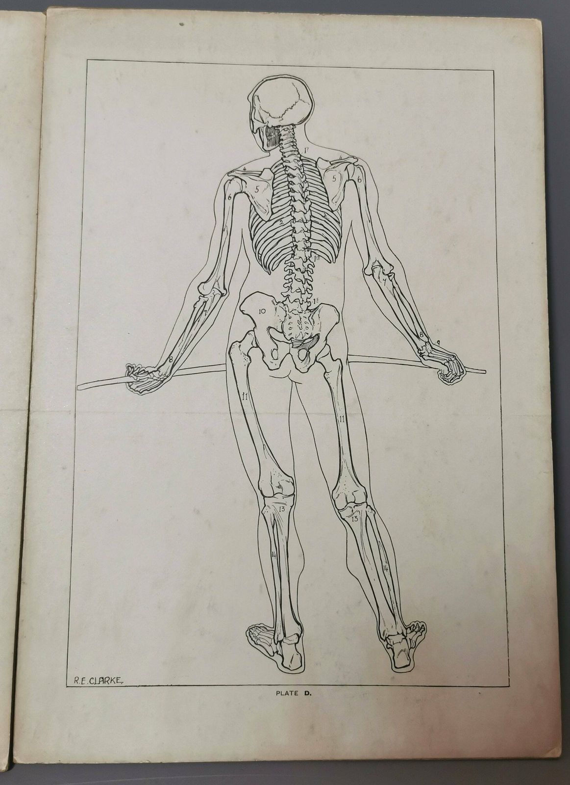 Vintage Anatomical Prints, Human Skeletal System, Skeleton photo Art