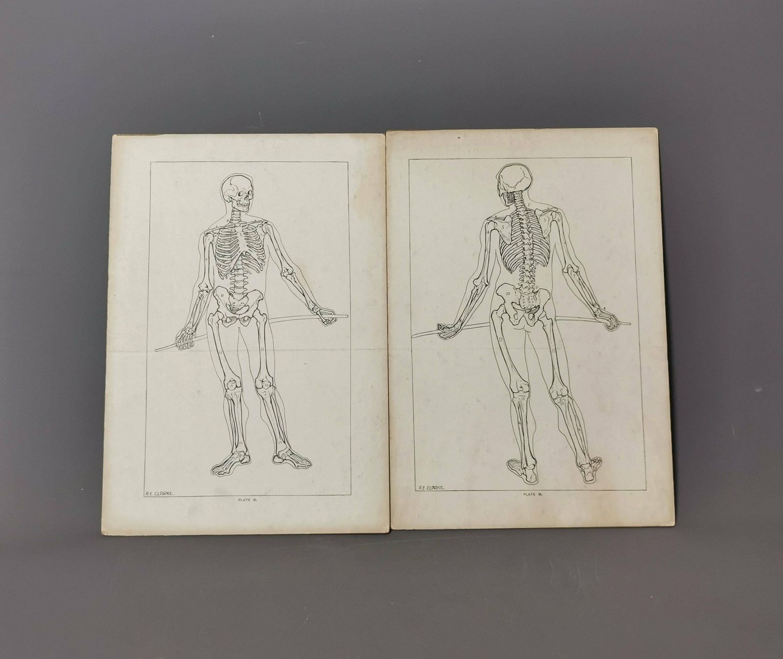 photo furniture Vintage Anatomical Prints, Human Skeletal System, Skeleton