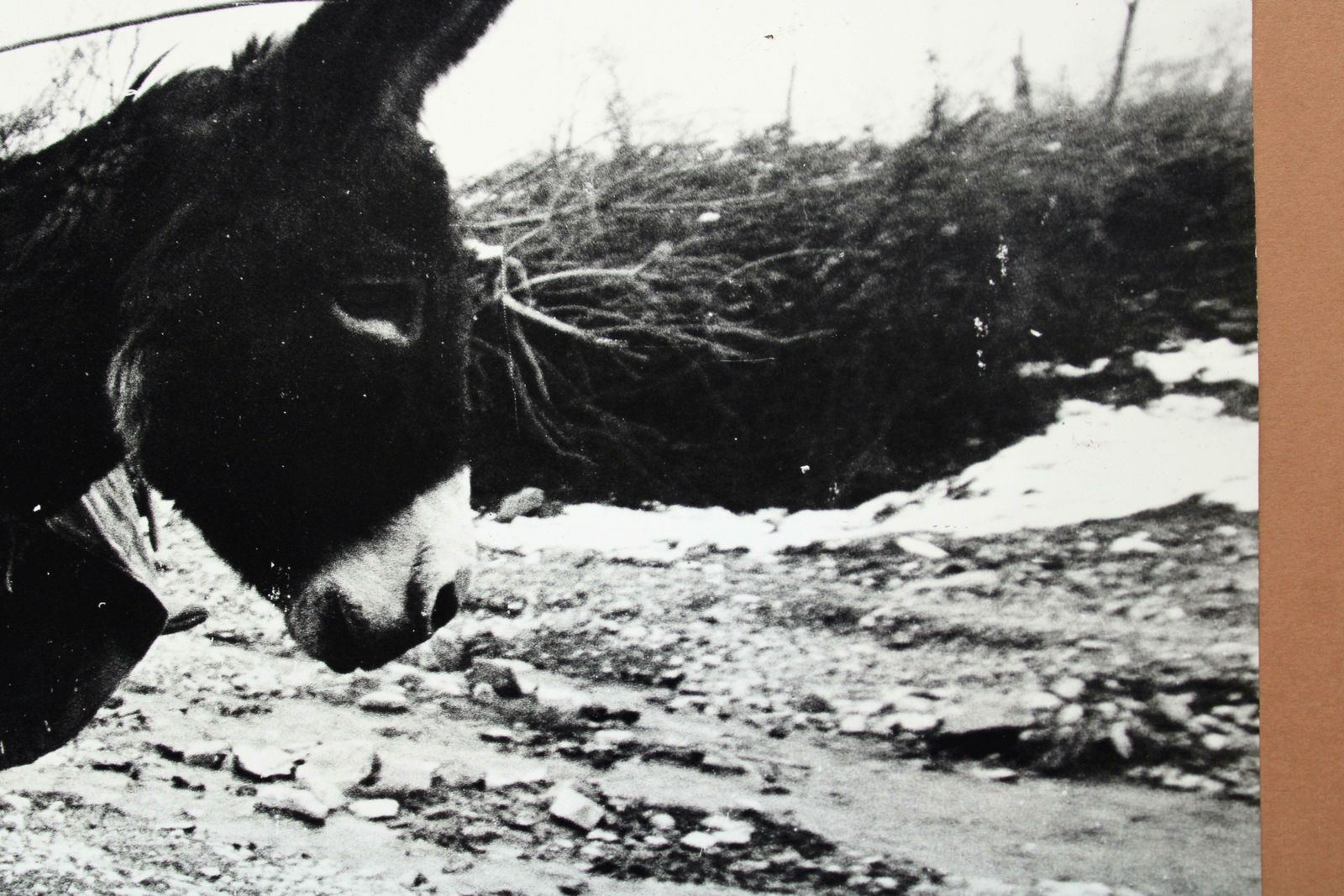 photo furniture Dmitry Zyubritsky Photography   Boy On The Donkey At Mountains. 1979.
