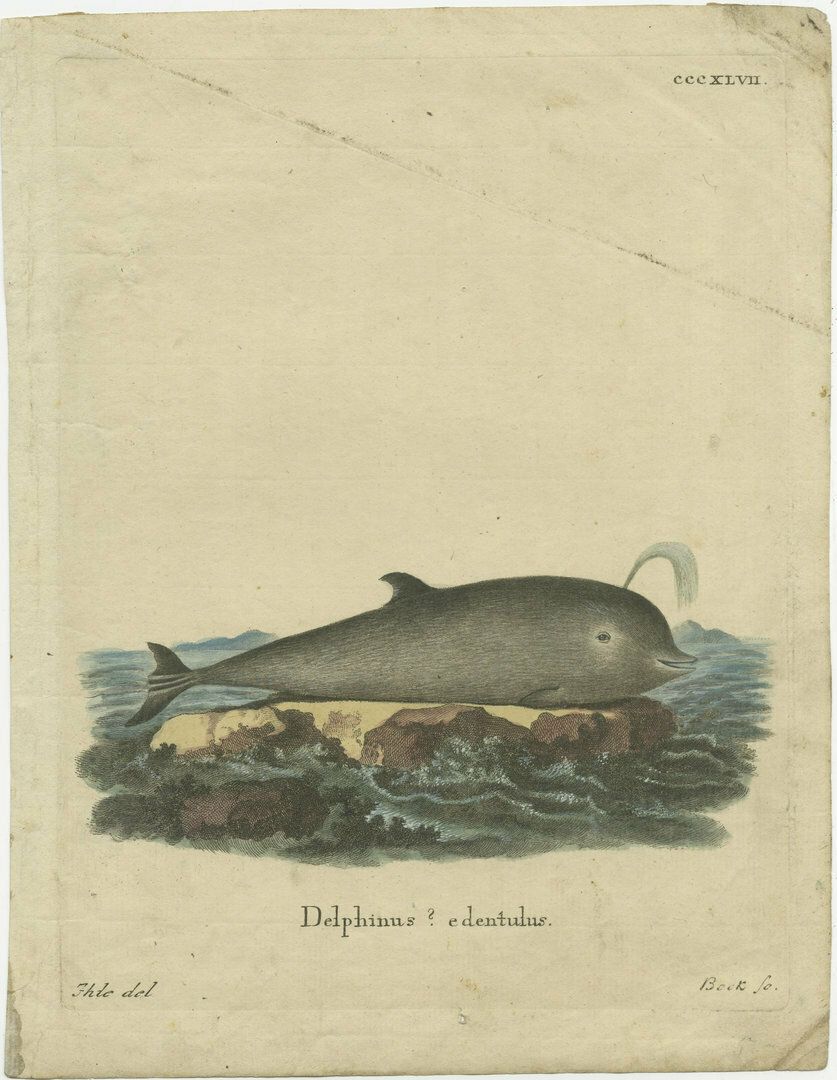 Original Antique Print Of A Dolphin Species