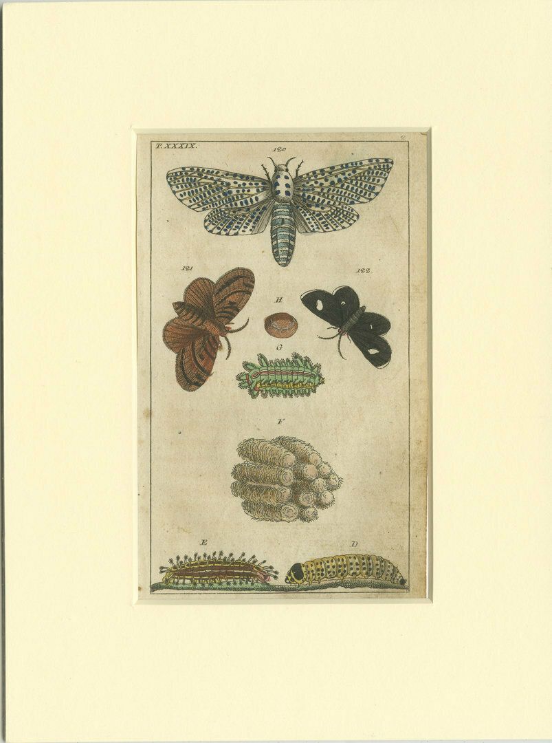 Set Of 3 Antique Butterfly Prints Also Showing Caterpillars And Pupae photo for sale