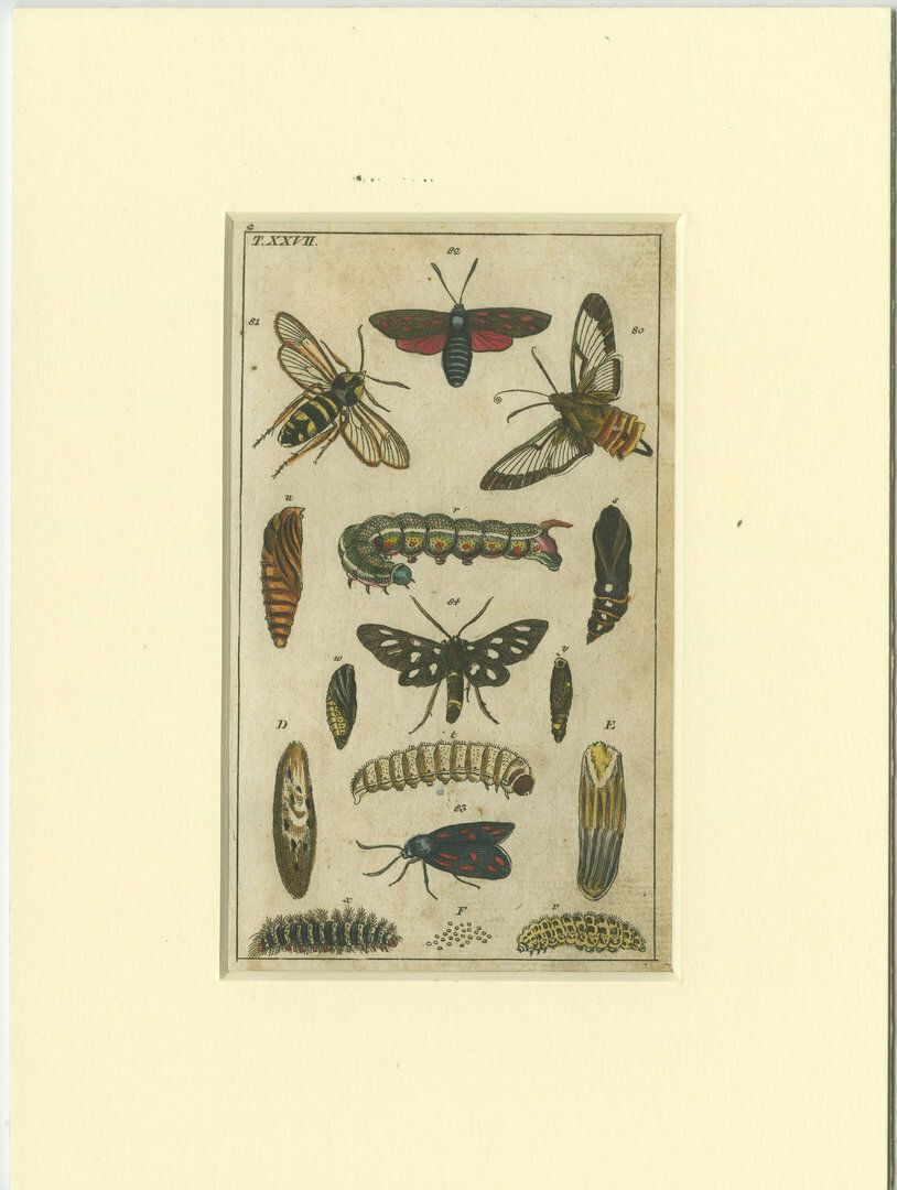 Set Of 3 Antique Butterfly Prints Also Showing Caterpillars And Pupae photo Art