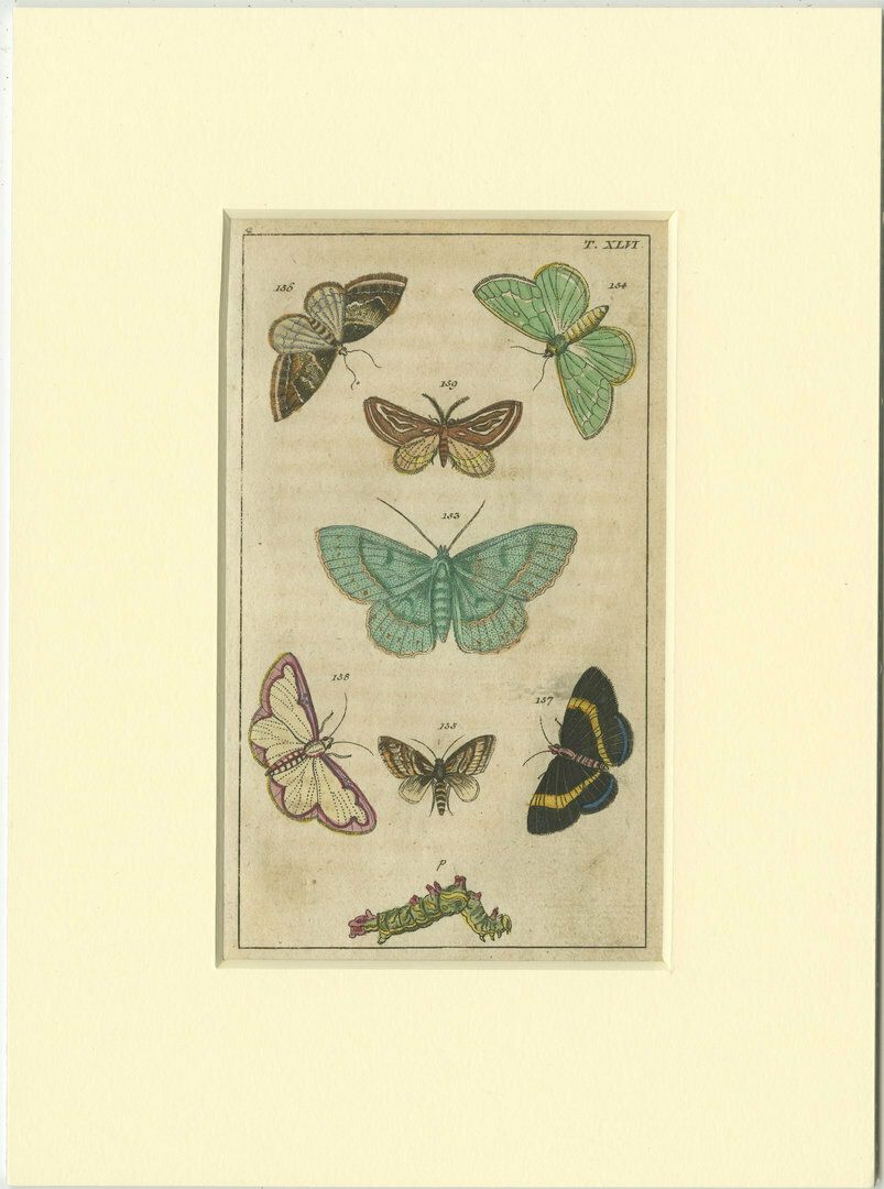 Set Of 6 Antique Butterfly Prints Also Showing Caterpillars And Pupae photo vinterior