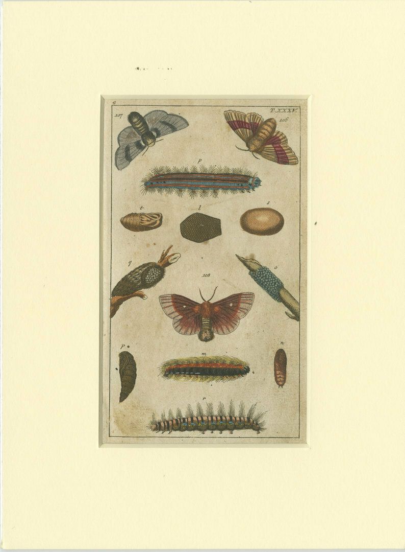 Set Of 6 Antique Butterfly Prints Also Showing Caterpillars And Pupae photo buy