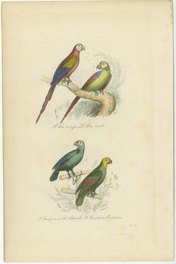 Antique Bird Print Of The Red Macaw, Green Macaw And Other Parrots