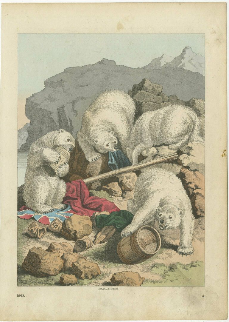 Antique Print Of Polar Bears, 1800s
