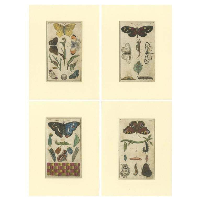 Set Of 4 Antique Butterfly Prints Also Showing Caterpillars And Pupae