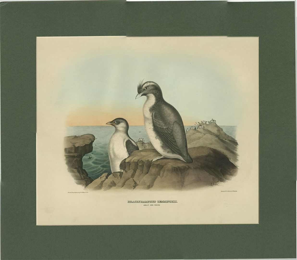 Antique Bird Print Of A Young And Adult Temminck's Auk