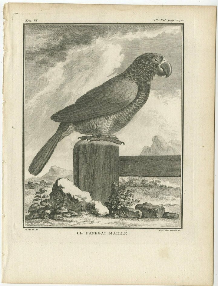 Antique Bird Engraving Of A Gridded Parrot