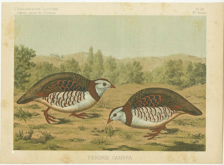 Old Bird Print Of A Barbary Partridge