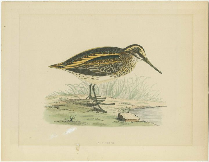 Original Antique Bird Print Of A Jack Snipe