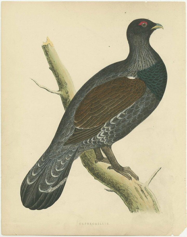 Original Antique Bird Print Of A Capercaillie