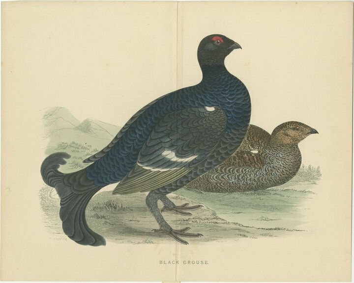 Set Of 2 Antique Prints Of A Black Grouse And Red Grouse, With Centre Fold photo furniture