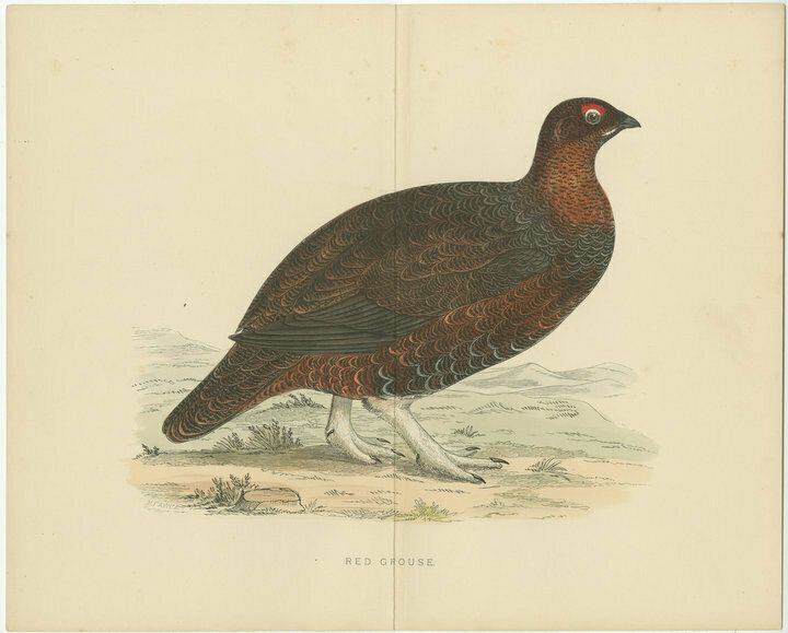 Set Of 2 Antique Prints Of A Black Grouse And Red Grouse, With Centre Fold photo for sale