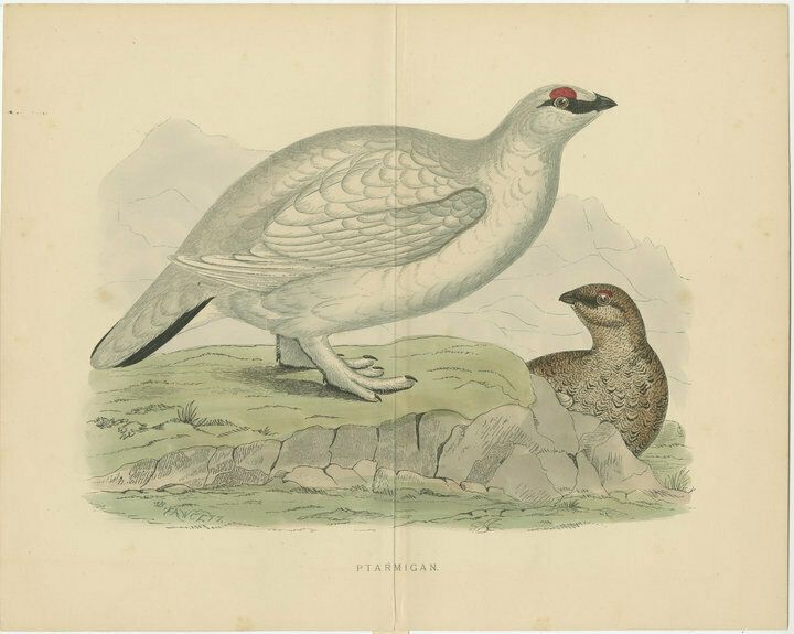 Original Antique Print Of A Ptarmigan, With Centre Fold