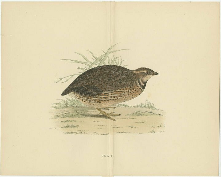 Original Antique Print Of A Quail, With Centre Fold