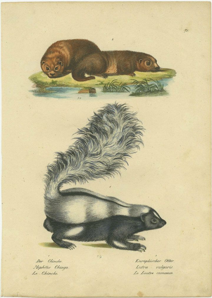 Antique Hand Colored Print Of A Skunk And European Otter