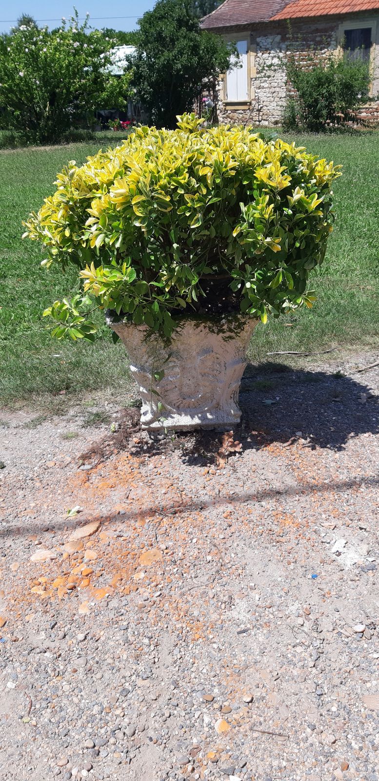 1960s Reconstructed Stone Planter With Plant