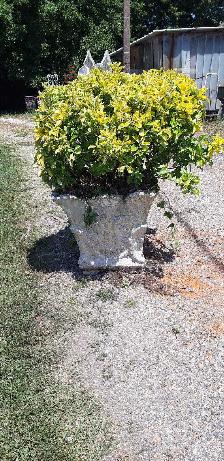 1960s Reconstructed Stone Planter With Plant photo for sale