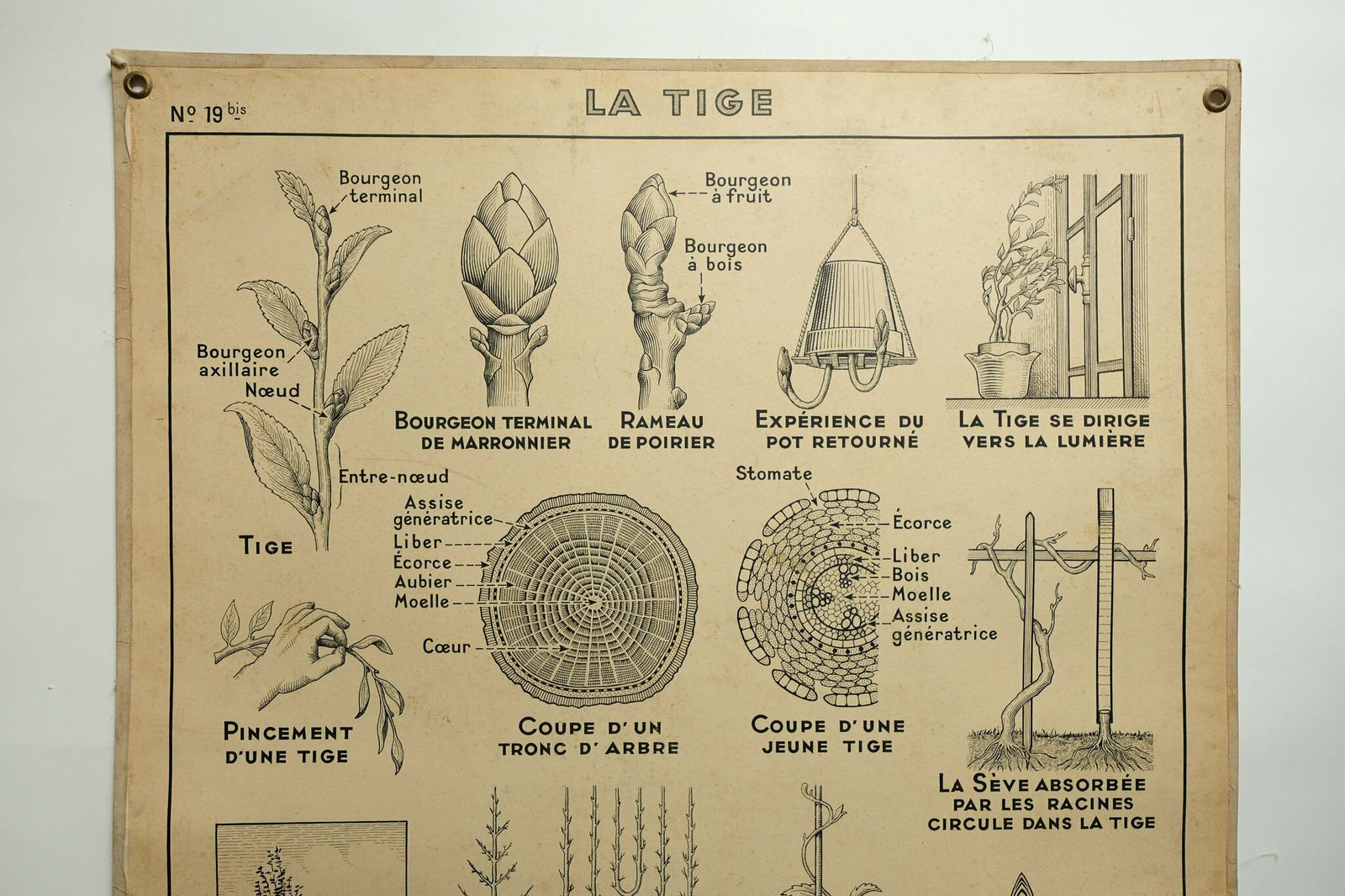 Original Large Vintage French Educational School Wall Chart Stem Root Anatomy Study Quirky Beautiful Rare Hatier Carron Dirand photo for sale