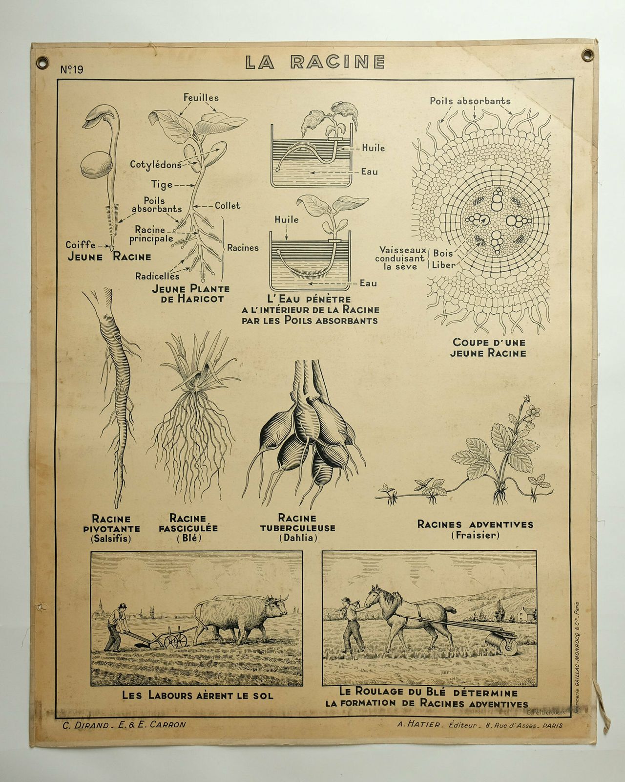 Original Large Vintage French Educational School Wall Chart Stem Root Anatomy Study Quirky Beautiful Rare Hatier Carron Dirand photo Art