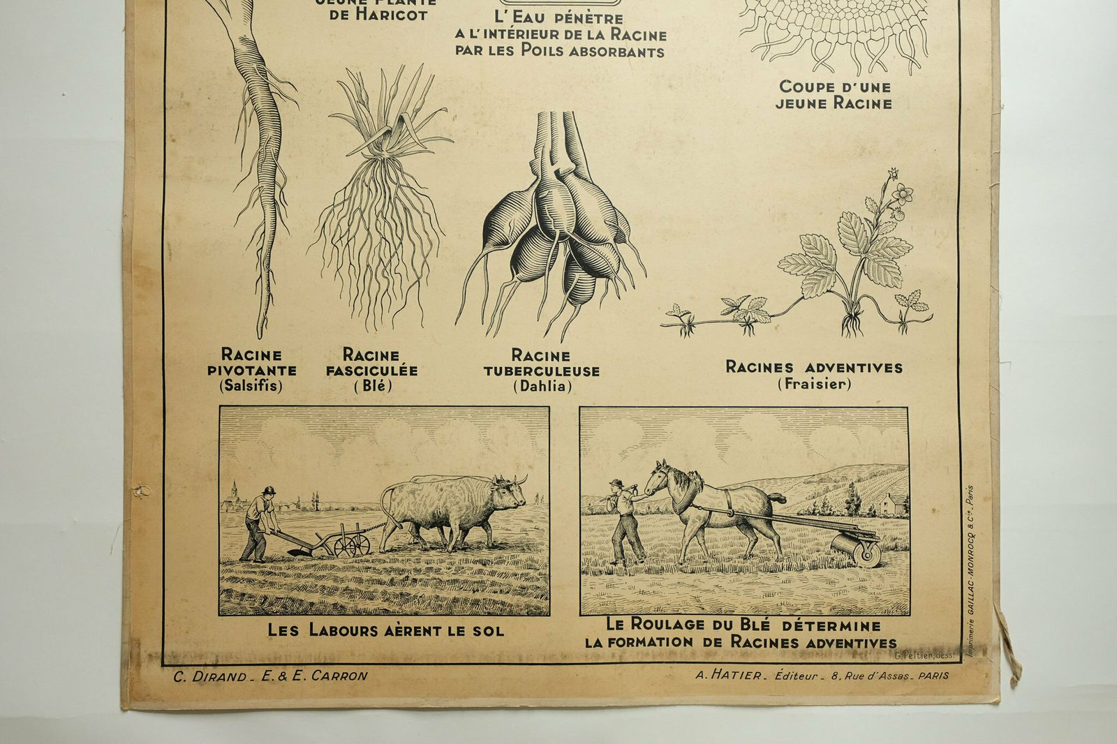 Original Large Vintage French Educational School Wall Chart Stem Root Anatomy Study Quirky Beautiful Rare Hatier Carron Dirand photo 194.0