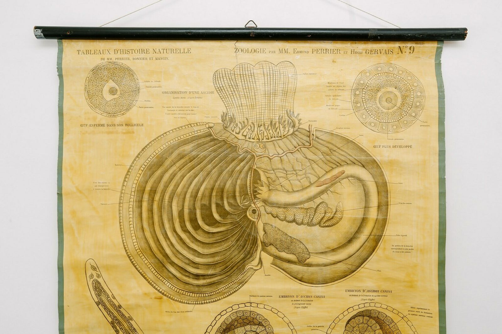 Original Zoological Antique Vintage Henri Gervais French School Wall Chart Tunicate Invertebrate Anatomy Curiosities Curios 19th Century photo furniture