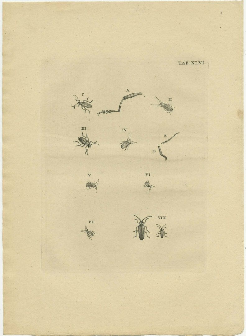 Set Of 2 Antique Prints Of Various Small Beetles photo furniture