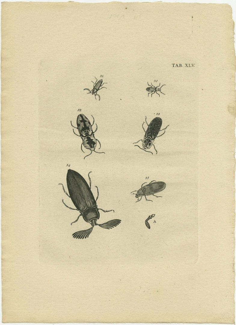 Set Of 5 Antique Prints Of Various Beetles photo furniture