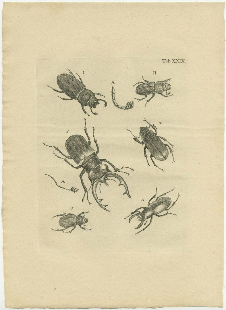 Set Of 3 Antique Prints Of Various Beetles photo furniture
