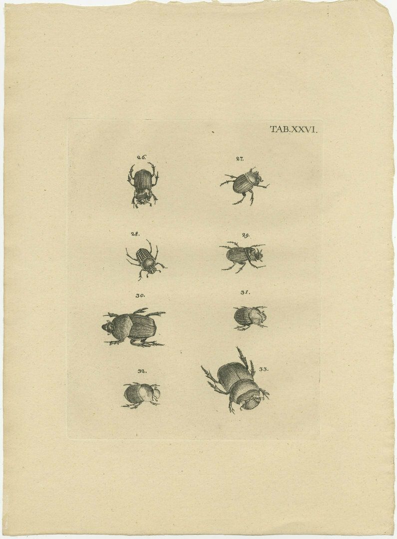 Set Of 3 Antique Prints Of Various Beetles photo Art