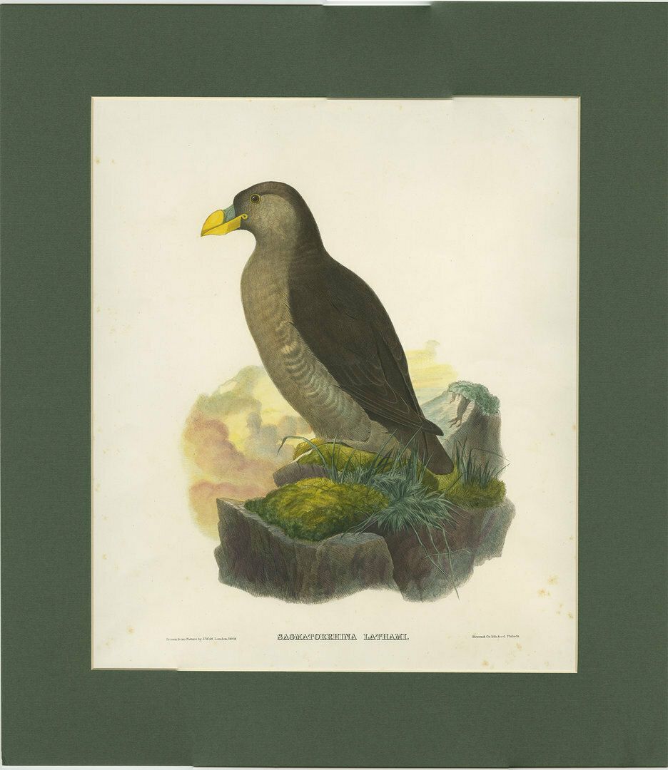 Antique Bird Print Of A Latham's Guillemot