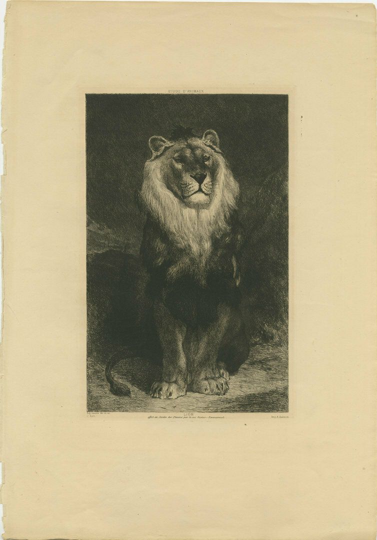 Original Antique Print Of A Lion