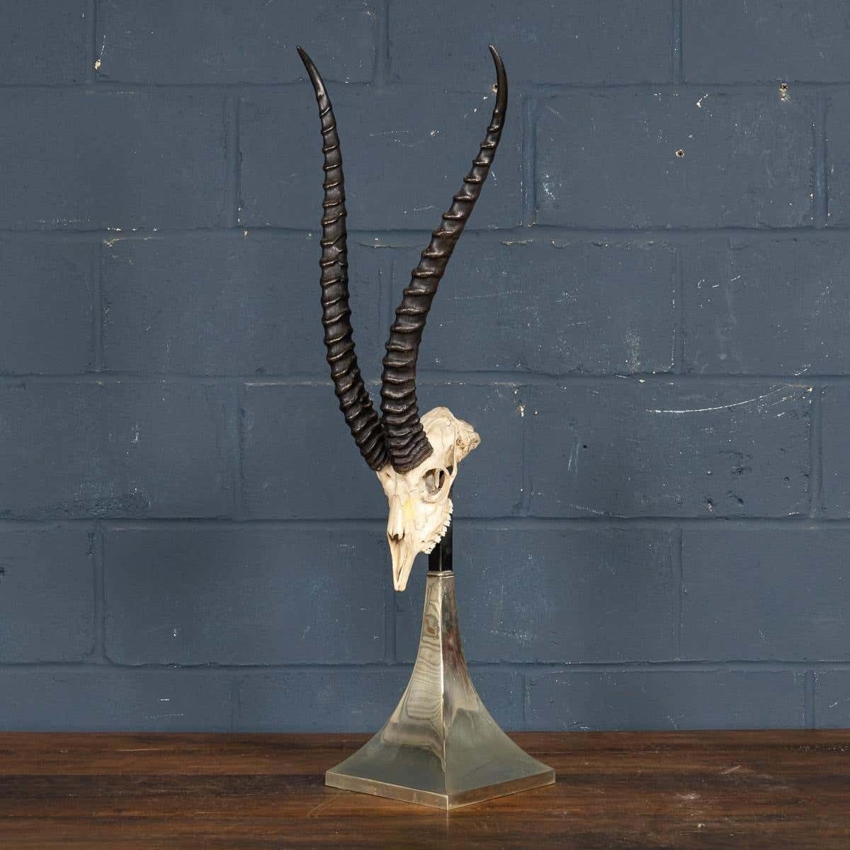 A Taxidermy Study Of An African Impala, By Anthony Redmile, London, C.1970 photo furniture