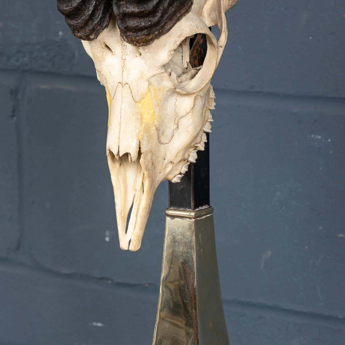 A Taxidermy Study Of An African Impala, By Anthony Redmile, London, C.1970 photo vintage