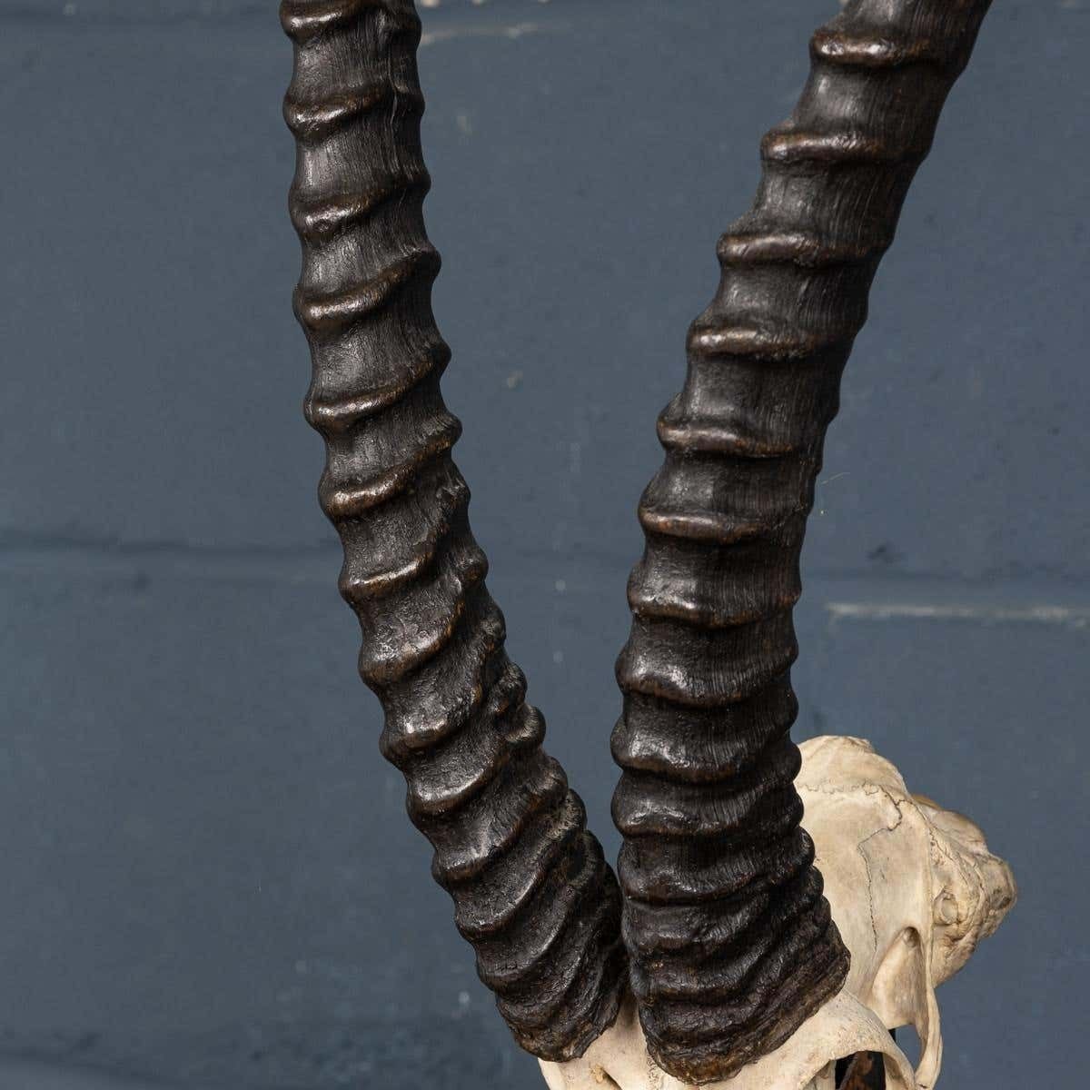 photo for sale A Taxidermy Study Of An African Impala, By Anthony Redmile, London, C.1970