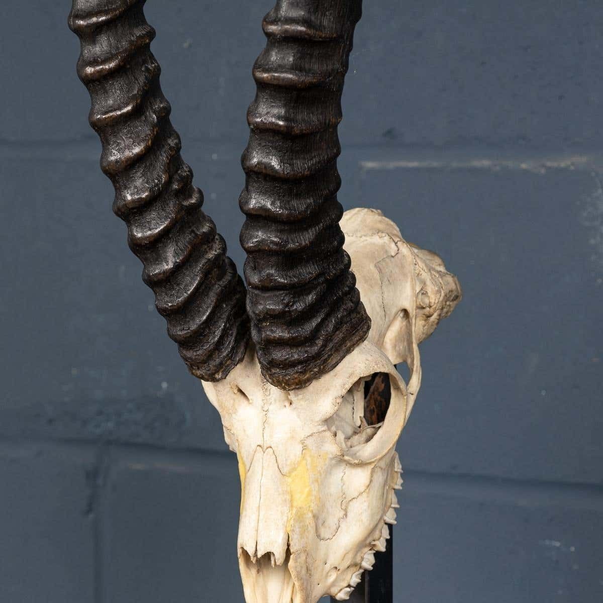 3495.0 A Taxidermy Study Of An African Impala, By Anthony Redmile, London, C.1970 photo
