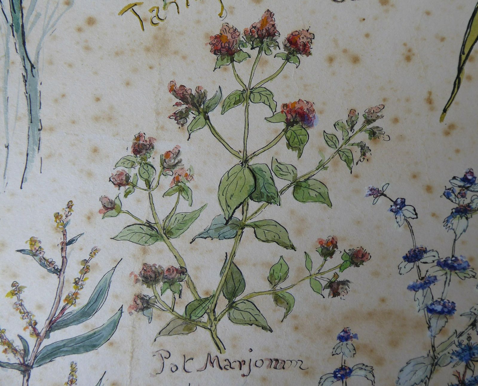 Botanical Watercolour Painting Of Traditional Herbs | Plant Art | Large Original Pen And Wash Herb Illustration photo buy